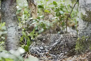 Hazelhen or Hazel Grouse - Female on Nest Tetrastes bonasia Finland BI014199