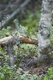 Hazelhen or Hazel Grouse - Female on Nest Tetrastes bonasia Finland BI014204