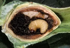 Cross Section Prints: Hazelnut Weevil - larva in an hazelnut. Europe