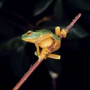 HB-3005 Red-eyed Tree Frog