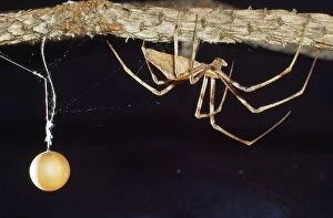 HB-3706 Net-casting Spider - male with eggsack