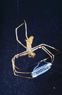 HB-3708 Spider - female net casting
