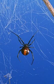 HB-3856 Redback Spider - female, very poisonous