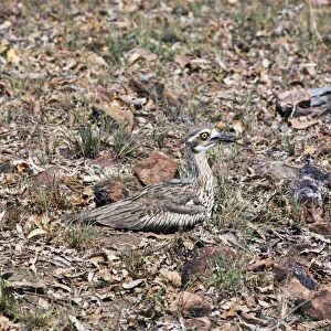 HB-716 Beach Stone Curlew - incubating eggs