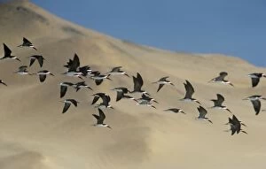 HDD-266 Black Skimmer - flock in flight above the sand dunes of Peru├é┬á├é┬á