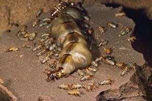 HDD-583 Macro Termite Queen