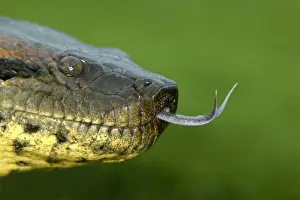 Venezuela Prints: Head of Anaconda Llanos, Venezuela