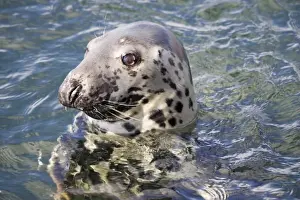 Mull Prints: Head of Atlantic Grey seal - off Isle of Mull Scotland UK