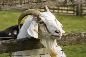 Billy Prints: Head of Billy goat peering through fence. Rare Breed Trust Cotswold Farm Park