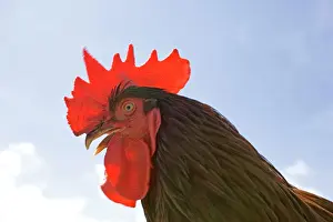 Wales Prints: Head of cockerel - perched on fence