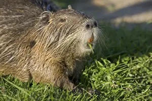 Coypus Prints: Head of Coypu feeding showing orange incisors and long whiskers; Myocaster coypus