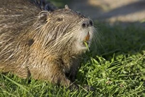 Head of COYPU / Nutria feeding showing orange incisors and long whiskers
