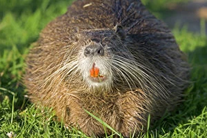 Head of COYPU / Nutria showing orange incisors and long whiskers