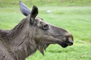 Elks Prints: Head of European elk, Highland Wildlife Park, Scotland