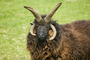Temple Prints: Head of four horned Hebridian / St Kilda sheep. Rare Breed Trust Cotswold Farm Park - UK