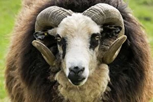 Images Dated 16th April 2007: Head and horns of Shetland sheep - ram. Rare Breed Trust Cotswold Farm Park Temple Guiting near