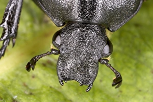 Images Dated 19th July 2005: Head of Oak Chafer in close-up - Extremely rare Red Data Book species (RDB 1)