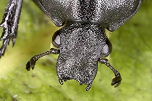 Head of Oak Chafer in close-up - Extremely rare Red Data Book species (RDB 1) Very rarely seen as adults (larvae live in dead oak tree wood) Location: Windsor Forest, England (only UK site)
