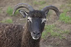 Primitive Prints: Head of Soay sheep - Cotswold Farm Park - Temple Guiting - UK