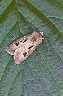 Heart and Dart - resting on leaf - Lincolnshire - England