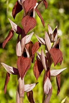 Images Dated 30th April 2009: Heart-flowered Tongue Orchid - Corsica, France