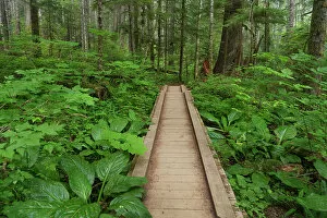 Images Dated 21st April 2022: Heart of the Forest Trail Boardwalk Olympic National Park. Date: 15-07-2021