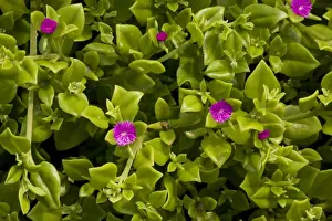 Introduced Prints: Heart-leaf ice-plant (Aptenia cordifolia). Naturalised in south-west England