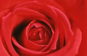 Valentine Prints: Heart of a Red Rose
