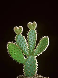 Cacti Prints: Heart Shaped Cactus