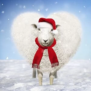 Heart shaped Sheep wearing a red Christmas Santa hat and scarf