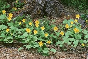 Arnica Gallery: Heartleaf ARNICA - wild flowers in the Centennial Nature Grove