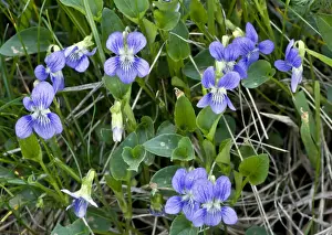 Violet Prints: Heath Dog-violet - in flower