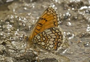 Acids Gallery: Heath Fritillary Butterfly male mud-puddling in