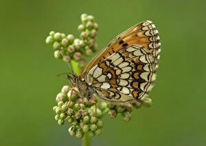Heath Fritillary, at rest - side view