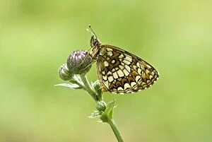 Images Dated 26th June 2008: Heath Fritillary - Resting on plant
