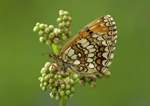 Heath Prints: Heath fritillary, roosting