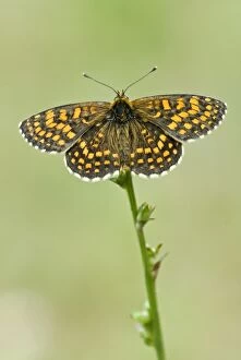 Images Dated 25th June 2008: Heath fritillary - Upperside