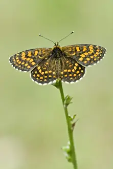 Hungary Prints: Heath fritillary Upperside Bukk National Park Hungary
