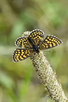 Hungary Prints: Heath fritillary Upperside, resting on seed head Aggtelek National Park Hungary