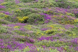 Images Dated 28th July 2011: Heath - heather and gorse - Chun Downs - Cornwall - UK