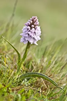 Heath Spotted Orchid - Berneray - Outer Hebrides - Scotland