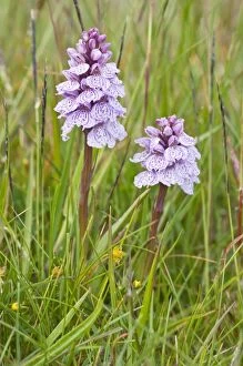Images Dated 13th June 2009: Heath Spotted Orchids - two flower spikes - Berneray - Outer Hebrides - Scotland
