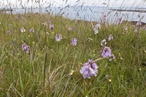 Images Dated 13th June 2009: Heath Spotted Orchids - mass of flowers growing on hillside overlooing sea loch - North Uist