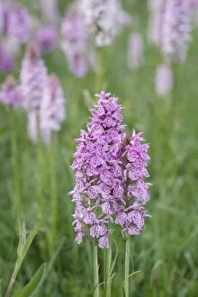 Heath Spotted-orchids, Norfolk UK