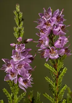 Shrubs Prints: Heather