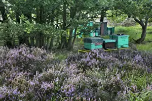 Commercial Prints: Heather - with Apiculture shown in background