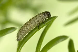 Heather BEETLE - larva