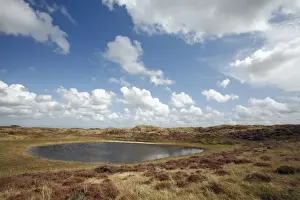 Heath Prints: Heather - in blossom - and heathland lake - sand dune nature reserve - Island of Texel - Holland