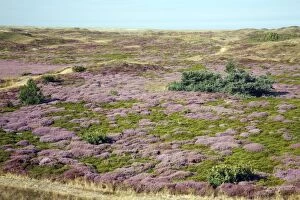 Images Dated 20th August 2009: Heather - in blossom - sand dune nature reserve - Island of Texel - Holland