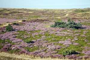 Images Dated 20th August 2009: Heather - in blossom - sand dune nature reserve - Island of Texel - Holland